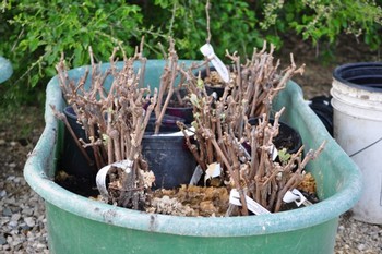 Merlot Nursey Plants