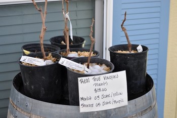 Shiraz Nursery Plants