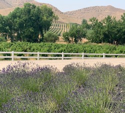 Catwalk in the Cabernet